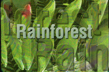 rainforest in Picture Publisher