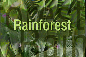 rainforest in Photoshop