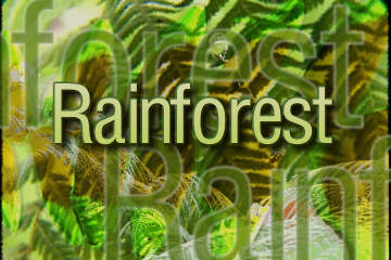 rainforest in QFX